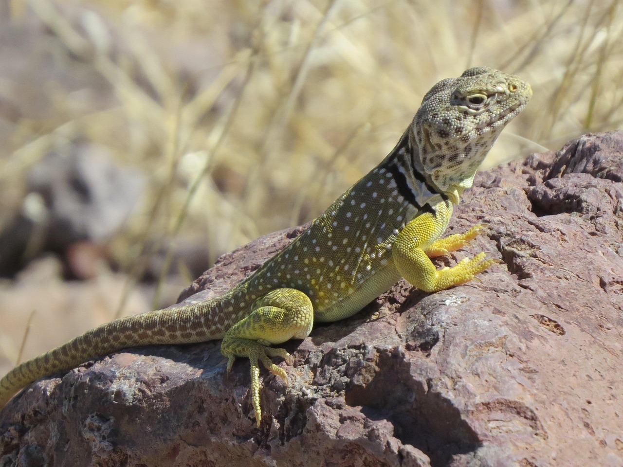 Reptile, lizard, wildlife — examplearticle